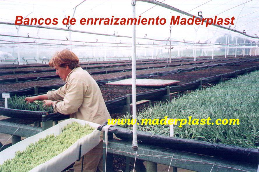 bancos de enraizamiento banco para enraizar y propagar flores clavel rosa esqueje brotes maderas plásticas maderplast para bancos de germinación de flores propagación de plantas vivas camas 000 bancos de enraizamiento banco para enraizar y propagar flores clavel rosa esqueje brotes maderas plásticas maderplast para bancos de germinación de flores bancos de enraizamiento banco para enraizar y propagar flores clavel rosa esqueje brotes maderas plásticas maderplast para bancos de germinación de flores propagación de plantas vivas camas 000 propagación de plantas vivas camas 000